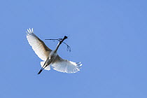 Royal spoonbill (Platalea regia) flying with sticks and twigs in bill, Sale, Victoria, Australia. Cropped.