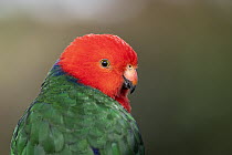 King parrot (Alisterus scapularis) portrait of male, Skenes Creek, Victoria, Australia.