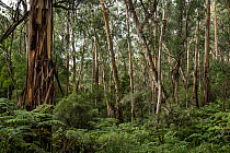 Forest with Southern blue gum trees (Eucalyptus globulus) and Bracken fern (Pteridium sp.) next to the Great Ocean Road, Wattle Hill, Victoria, Australia.