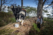 Conservation detective dog 'Oakley' being trained to detect scent of Tiger quoll (Dasyurus maculatus) scat , Skylos Ecology, Great Otway National Park, Victoria, Australia. August 2021.