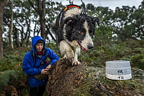 Conservation detective dog ?akley' being trained to detect scent of Tiger quoll (Dasyurus maculatus) scat. Skylos Ecology, Great Otway National Park, Victoria, Australia. August 2021.