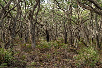 Brown stringybark (Eucalyptus baxteri) and Bracken fern (Pteridium esculentum) vegetation of Parker River Region, Great Otway National Park, Victoria, Australia. August 2021.
