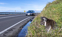 Koala (Phascolarctos cinereus) sitting on roadside as a car passes, Great Ocean Road, Skenes Creek, Victoria, Australia.