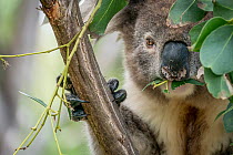 Koala (Phascolarctos cinereus) eating gum (Eucalyptus sp.) leaves in a tree, Apollo Bay, Victoria, Australia.