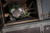 Koala (Phascolarctos cinereus) female rescued from Gilantipy, East Gippsland. In transport container at mobile wildlife triage centre, ready for transit to Colquhoun State Forest after home was destro...