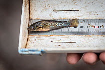 Southern purple spotted gudgeon (Mogurnda adspersa) being measured before collection for captive breeding program. Minimum size requirement for permit 35mm. Kerang, Victoria, Australia. March 2021.