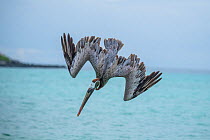 Brown pelican (Pelecanus occidentalis) diving into sea, Santa Fe Island, Galapagos, South America.