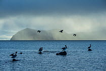 Brown pelican (Pelecanus occidentalis) offshore in misty, winter weather, Santiago Island, Galapagos, South America.