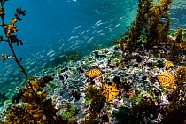 Chocolate chip sea star (Nidorellia armata) and Galapagos green sea urchin (Lytechinus semituberculatus) scattered across the seabed, Isabela Island, Galapagos, South America, Pacific Ocean.