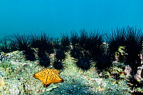 Chocolate chip sea star (Nidorellia armata) on the sea bed surrounded by Sea urchins (Diadema sp.), Isabela Island, Galapagos, South America, Pacific Ocean.