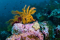 Chocolate chip sea star (Nidorellia armata) with Sea fan (Gorgonia sp.), Isabela Island, Galapagos, South America, Pacific Ocean.