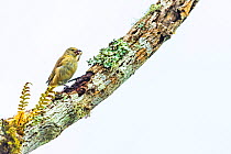 Darwin&#39;s woodpecker finch (Cactospiza pallida) using twig as tool to extract beetle grub from dead branch, Santa Cruz Island, Galapagos, South America.