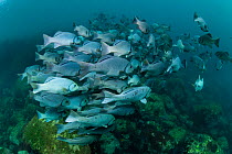 Dusky chub (Girella freminvilli) shoal, Fernandina Island, Galapagos, South America, Pacific Ocean.