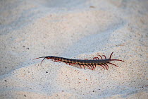 Galapagos centipede (Scolopendra galapagoensis) crawling across sand, Espaola Island, Galapagos, South America.