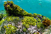 Galapagos green sea urchin (Lytechinus semituberculatus) colony on rocky seabed, Fernandina Island, Galapagos, South America.