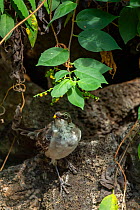 Galapagos mockingbird (Mimus parvulus) feeding on Tournefortia berries, Santa Cruz Island, Galapagos, South America.