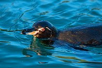 Galapagos penguin (Spheniscus mendiculus) swimming in mangrove lagoon, Isabela Island, Galapagos, South America.
