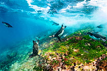 Galapagos penguin (Spheniscus mendiculus) chasing small baitfish over algae covered seabed, Isabela Island, Galapagos, South America, Pacific Ocean.