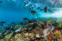 Galapagos penguin (Spheniscus mendiculus) chasing small baitfish over algae-covered seabed, Isabela Island, Galapagos, South America, Pacific Ocean.