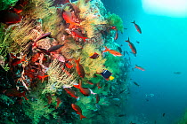 Galapagos black coral (Antipathes galapagensis) with reef fish, Pinzon Island, Galapagos, South America, Pacific Ocean.