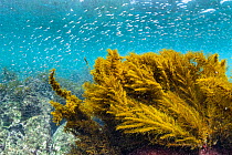 Galapagos sargassum (Sargassum albemarlense) growing at the heart of the Cromwell Current upwelling, Galapagos, South America, Pacific Ocean.