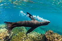 Galapagos sea lion (Zalophus wollebaeki) releasing air bubbles underwater, Floreana Island, Galapagos, South America, Pacific Ocean.