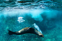 Galapagos sea lion (Zalophus wollebaeki) releasing air bubbles near water surface, San Cristobal Island, Galapagos, South America, Pacific Ocean.