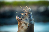 Female Galapagos sea lion (Zalophus wollebaeki), barking, Santa Fe Island, Galapagos, South America.