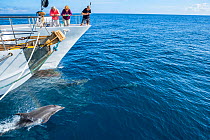 Tourists watching Bottlenose dolphins (Tursiops truncatus) bow riding alongside boat, Galapagos, South America, Pacific Ocean.