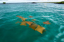 Golden cownose ray (Rhinoptera steindachneri) swimming near the surface, Santa Cruz Island, Galapagos, South America, Pacific Ocean.