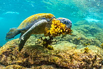 Green turtle (Chelonia mydas) feeding in algae-rich shallows, Santiago Island, Galapagos, South America, Pacific Ocean.