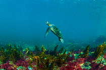 Green turtle (Chelonia mydas) swimming in algae-rich shallows, Isabela Island, Galapagos, South America, Pacific Ocean.