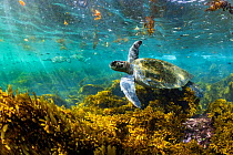 Green turtle (Chelonia mydas) feeding in algae-rich shallows, Isabela Island, Galapagos, South America, Pacific Ocean.