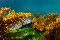 Green turtle (Chelonia mydas) feeding in algae-rich shallows, Galapagos, South America, Pacific Ocean.