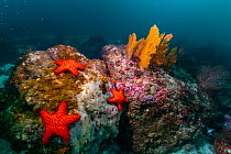 Horrid sea star (Paulia horrida) on reef, Fernandina Island, Galapagos, South America, Pacific Ocean.