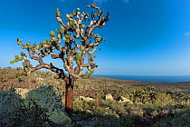 Giant prickly-pear cacti (Opuntia echios), Santa Fe Island, Galapagos, South America.