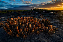 Lava cactus (Brachycereus nesioticus) growing on bare lava, Fernandina Island, Galapagos, South America.