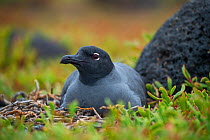 Lava gull (Larus fuliginosus) on nest, Mosquera Islet, Galapagos, South America.