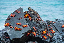 Marine iguana (Amblyrhynchus cristatus) and Sally-lightfoot crabs (Grapsus grapsus) on a rock at high tide, Galapagos, South America.