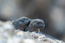 Marine iguana (Amblyrhynchus cristatus), dwarf type, resting, Genovesa Island, Galapagos, South America.