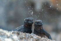 Marine iguana (Amblyrhynchus cristatus), dwarf type, &#39;sneezing&#39; to eject concentrated salt from nostrils, Genovesa Island, Galapagos, South America.
