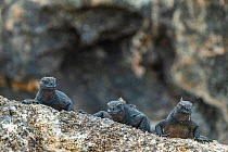 Marine iguana (Amblyrhynchus cristatus), dwarf type, Genovesa Island, Galapagos, South America.