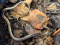 Painted racer snake (Pseudalsophis steiondachneri) on dried leaves, Galapagos, South America.