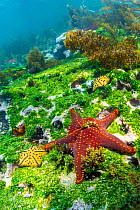 Panamic cushion star (Pentaceraster cumingi) and Chocolate chip star (Nidorellia armata) on seabed, Isabela Island, Galapagos, South America, Pacific Ocean.