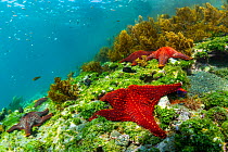 Panamic cushion star (Pentaceraster cumingi) on seabed, Isabela Island, Galapagos, South America, Pacific Ocean.