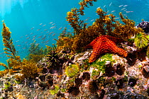 Panamic cushion star (Pentaceraster cumingi), Isabela Island, Galapagos, South America, Pacific Ocean.
