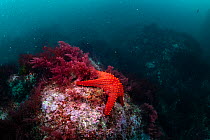 Panamic cushion star (Pentaceraster cumingi) on rocky seabed, Isabela Island, Galapagos, South America, Pacific Ocean.