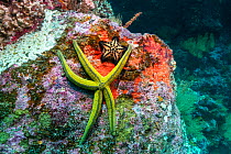 Pyramid sea star (Pharia pyramidata) and Chocolate chip starfish (Nidorellia armata), Pinzon Island, Galapagos, South America, Pacific Ocean.