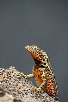 Male Santa Cruz lava lizard (Microlophus indefatigabilis) basking on rocks, Santa Cruz Island, Galapagos, South America.