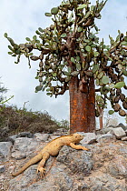 Santa Fe land iguana (Conolophus pallidus) with Giant prickly-pear cactus (Opuntia echios), Santa Fe Island, Galapagos, South America.